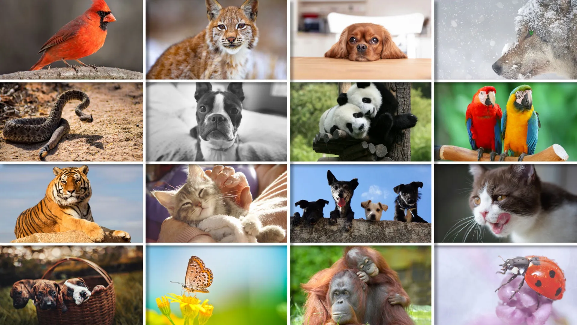 Complex Grids Styles and Transitions for Photopia